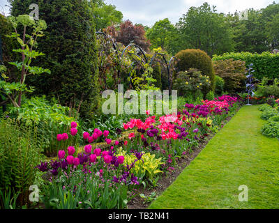 Chenies Manor Garden im Tulip Zeit mit leuchtenden Rosa, Violett und neue, frische grüne Grenze Pflanzen, Formgehölze, Bäume, Sträucher und hellen grünen Rasen in der Sonne. Stockfoto