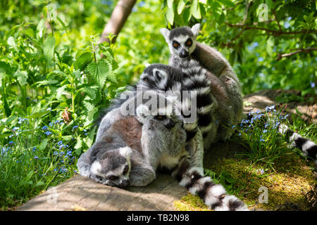 Gruppe männlicher Ring-tailed Lemures (Lemur catta) gepresst zusammen auf Anmelden lemur Spaziergang durch Gehäuse im Zoo von Edinburgh, Schottland, Großbritannien Stockfoto