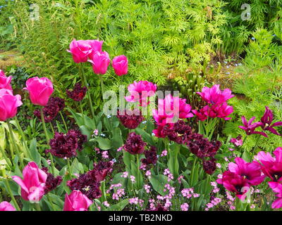 Bunte Tulpen Grenze in der versunkenen Garten Chenies Manor im Mai. Stockfoto