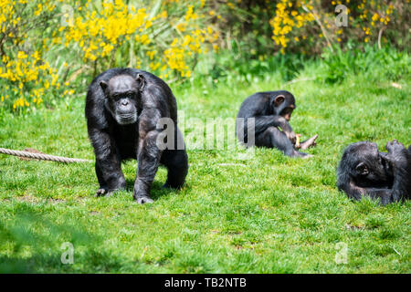 Gruppe von Schimpansen (Pan troglodytes) im Budongo Trail Gehäuse im Zoo von Edinburgh, Schottland, Großbritannien Stockfoto