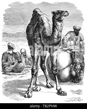 Historische Illustration einer Dromedar, Arabian Camel (Camelus dromedarius), aus dem 19. Jahrhundert, Historische, zeichnerische Darstellung, Dromedar, oder Einhöckriges oder Arabisches Kamel (Camelus dromedarius), Kamele (camelidae), eine Säugetierfamilie aus der Ordnung der Paarhufer (Artiodactyla) Unterordnung der Schwielensohler (tylopoda), 19. Jahrhundert, aus Meyers Konversations-Lexikon, 1889 Stockfoto