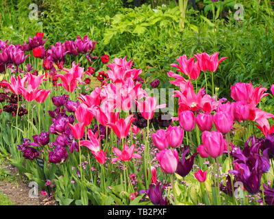 Bunte Tulpen Grenze in der versunkenen Garten Chenies Manor im Mai. Stockfoto