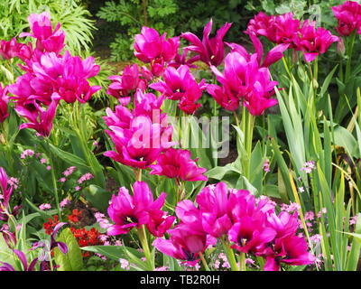 Bunte Tulpen Grenze in der versunkenen Garten Chenies Manor im Mai. Tulip Sorte "Night Club"; ein reichhaltiges magenta Mauve, multi-headed blühen. Stockfoto