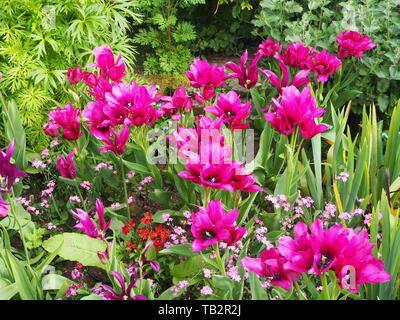 Bunte Tulpen Grenze in der versunkenen Garten Chenies Manor im Mai. Tulip Sorte "Night Club"; ein reichhaltiges magenta Mauve, multi-headed blühen. Stockfoto