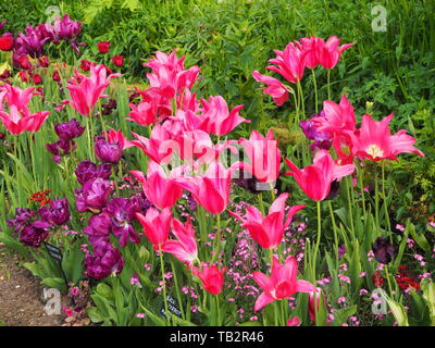 Bunte rosa und lila Tulpe Grenze in der versunkenen Garten Chenies Manor im Mai. Tulip' Black Parrot', 'Mariette' und 'Negrita double" Sorten. Stockfoto