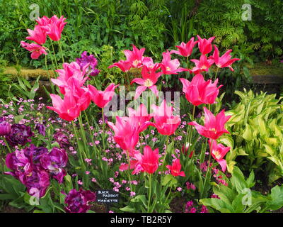 Bunte rosa und lila Tulpe Grenze in der versunkenen Garten Chenies Manor im Mai. Tulip' Black Parrot', 'Mariette' und 'Negrita double" Sorten. Stockfoto