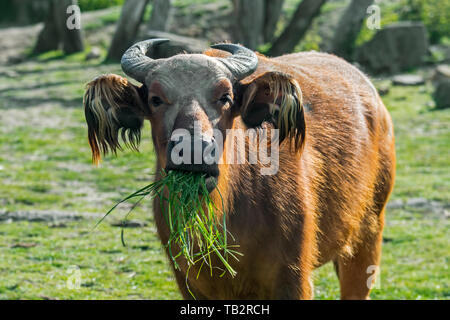 Afrikanische Wald buffalo Buffalo/Zwerg/Kongo Buffalo (Syncerus caffer nanus) native zu den Regenwäldern von Zentral- und Westafrika Stockfoto