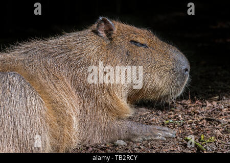 Capybara (Hydrochoerus hydrochaeris) größte lebende Nagetier der Welt aus Südamerika Stockfoto