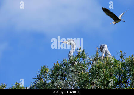 Zwei junge Graureiher/Graureiher (Ardea cinerea) am Nest in Fichte im Frühjahr Stockfoto