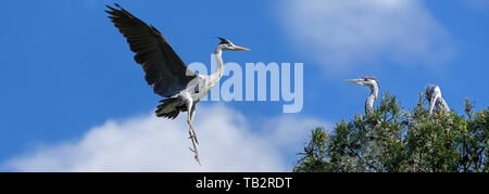 Graureiher Elternteil Landung auf Nest mit zwei junge Graureiher/Graureiher (Ardea cinerea) in Fichte im Frühjahr Stockfoto