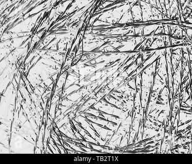 Stacheldraht, invertierte Schwarz-Weiß-Bild, verwirrte Metalldraht. Stockfoto