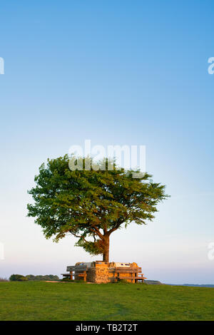 Memorial tree. Einzelne Buche durch eine Mauer der Erinnerung über Cleeve Hill gemeinsame bei Sonnenuntergang umgeben. Der höchste Baum in den Cotswolds. Gloucestershire, VEREINIGTES KÖNIGREICH Stockfoto