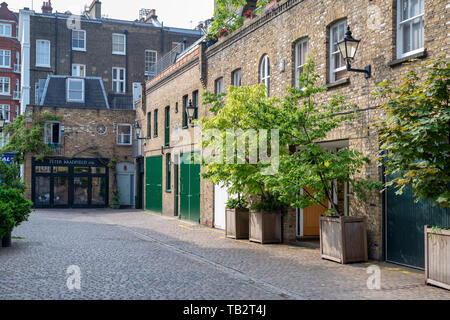 Kleine Bäume in Behälter außerhalb der Häuser in Reece Mews, South Kensington, London. England Stockfoto