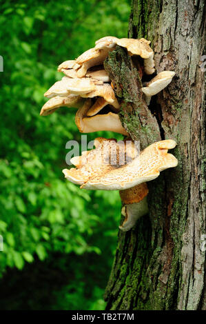 Unbekannte Arten des Pilzes, der aus dem Baum Rinde. Ein ziemlich großes Beispiel in Höhe von ca. 1,5 Meter. Stockfoto