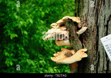 Unbekannte Arten des Pilzes, der aus dem Baum Rinde. Ein ziemlich großes Beispiel in Höhe von ca. 1,5 Meter. Stockfoto