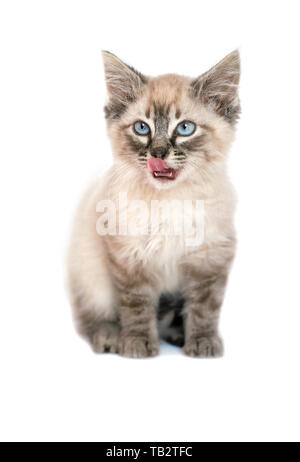 Junge Birman Kitten mit großen blauen Augen leckte sich die Lippen, konzentrieren Sie sich auf das Gesicht isoliert auf weißem Hintergrund Stockfoto