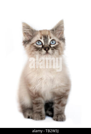 Junge Birman Kitten mit großen blauen Augen, konzentrieren Sie sich auf das Gesicht isoliert auf weißem Hintergrund Stockfoto