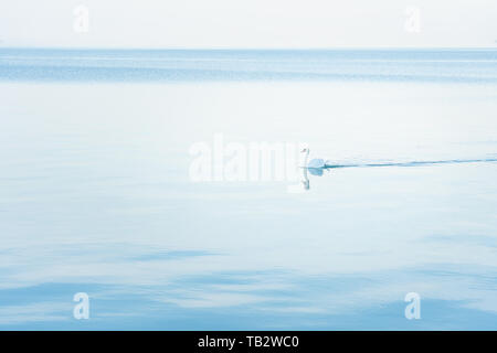 Höckerschwan (Cygnus olor) schwimmend über die monochromen blauen Balaton in der Morgendämmerung minimalistischen Stockfoto