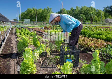 New Orleans, Louisiana - der Veggi Farmers Cooperative, eine kooperative städtischen Bauernhof in der vietnames Gemeinschaft von New Orleans. Die Coop ist ein Projekt von M Stockfoto