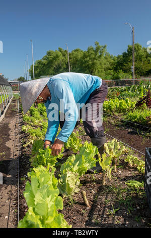 New Orleans, Louisiana - der Veggi Farmers Cooperative, eine kooperative städtischen Bauernhof in der vietnames Gemeinschaft von New Orleans. Die Coop ist ein Projekt von M Stockfoto