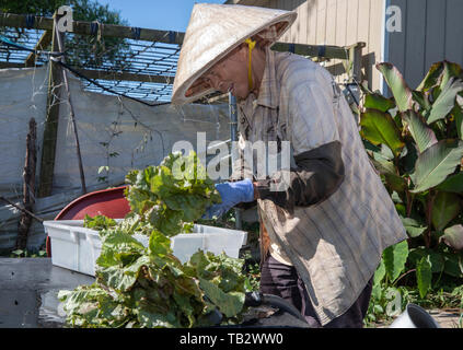 New Orleans, Louisiana - der Veggi Farmers Cooperative, eine kooperative städtischen Bauernhof in der vietnames Gemeinschaft von New Orleans. Die Coop ist ein Projekt von M Stockfoto