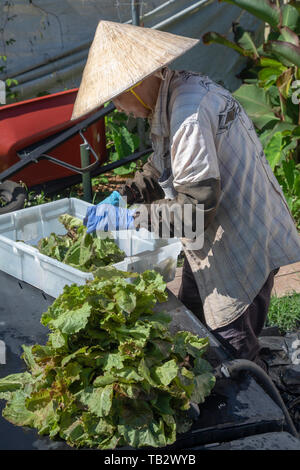 New Orleans, Louisiana - der Veggi Farmers Cooperative, eine kooperative städtischen Bauernhof in der vietnames Gemeinschaft von New Orleans. Die Coop ist ein Projekt von M Stockfoto