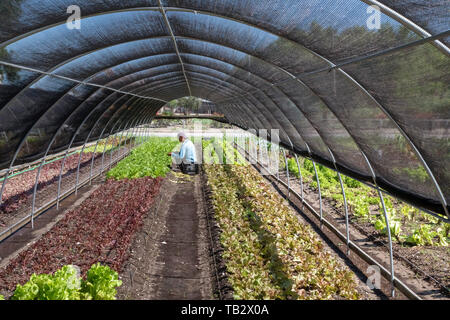 New Orleans, Louisiana - der Veggi Farmers Cooperative, eine kooperative städtischen Bauernhof in der vietnames Gemeinschaft von New Orleans. Die Coop ist ein Projekt von M Stockfoto