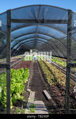 New Orleans, Louisiana - der Veggi Farmers Cooperative, eine kooperative städtischen Bauernhof in der vietnames Gemeinschaft von New Orleans. Die Coop ist ein Projekt von M Stockfoto