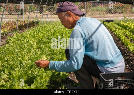 New Orleans, Louisiana - der Veggi Farmers Cooperative, eine kooperative städtischen Bauernhof in der vietnames Gemeinschaft von New Orleans. Die Coop ist ein Projekt von M Stockfoto