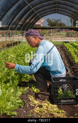 New Orleans, Louisiana - der Veggi Farmers Cooperative, eine kooperative städtischen Bauernhof in der vietnames Gemeinschaft von New Orleans. Die Coop ist ein Projekt von M Stockfoto