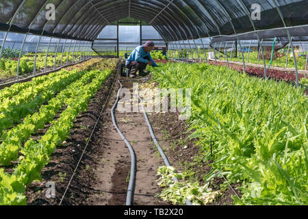 New Orleans, Louisiana - der Veggi Farmers Cooperative, eine kooperative städtischen Bauernhof in der vietnames Gemeinschaft von New Orleans. Die Coop ist ein Projekt von M Stockfoto