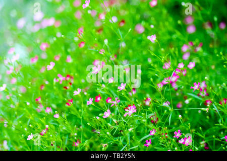 Bunte schöne rosa Gypsophila boutique Blumen im Garten Stockfoto