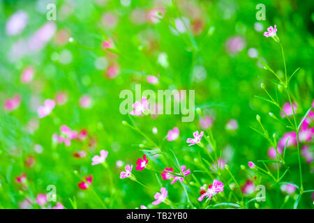 Bunte schöne rosa Gypsophila boutique Blumen im Garten Stockfoto