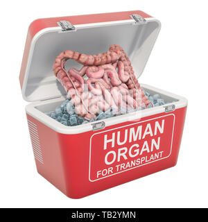 Menschliche Darm innen portable Kühlschrank für den Transport von Spenderorganen, 3D-Rendering auf weißem Hintergrund Stockfoto
