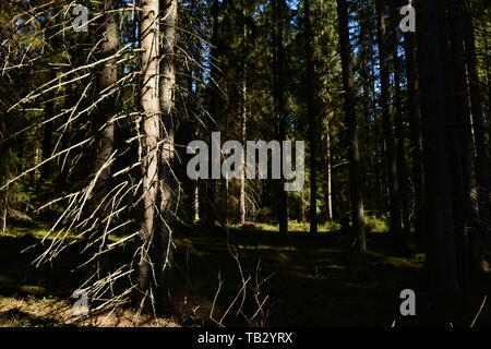 Conifer mystisch dunklen Wald von Trunks in trockenen Zweigen auf hohen Bäumen unter einem blauen Himmel Fichte Stockfoto