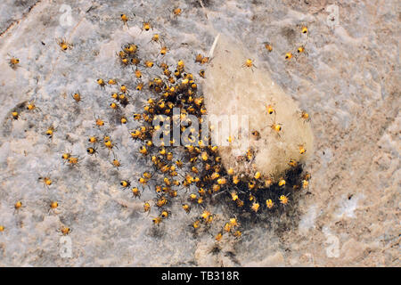 Ein Nest von baby Gärten Spinnen verlassen Ihre gesponnen Orb stecken zu Kalkstein. Stockfoto