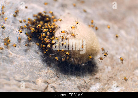 Ein Nest von baby Gärten Spinnen verlassen Ihre gesponnen Orb stecken zu Kalkstein. Stockfoto