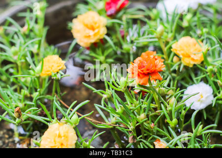 Wenig Scharfkraut bunt blühen im Blumentopf am Garten Stockfoto