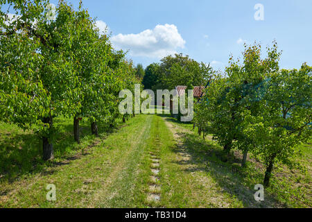 Pfad in der Gras- und Birnbäume in einem sonnigen Sommertag, Italien Stockfoto