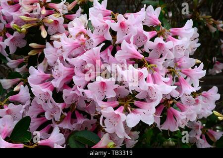 Rhododendron Pink Gin Blumen Stockfoto