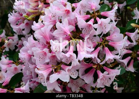 Rhododendron Pink Gin Blumen Stockfoto