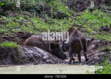 Wildschwein in Pfütze Stockfoto