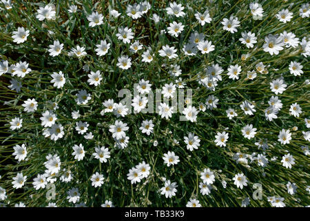 Schnee-im-Sommer mit zahlreichen Blumen Stockfoto