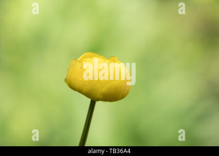 Kugel-Blume Trollblume Europeus oberen Teesdale County Durham Stockfoto