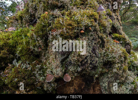 Alte Eiche Baum mit Pilzen, Lockwood Eichen, Dumfries und Galloway, S W Schottland Stockfoto