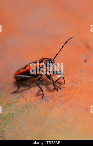 Vertikale Foto von einzelnen roten Bug - heteroptera. Käfer ist auf alten roten Backstein im Garten gehockt. Fehler wurde schön rot mit schwarzen Punkten und lange Anten Stockfoto