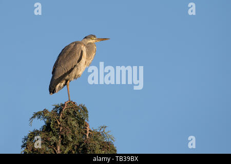 Nahaufnahme des wilden britischen Graureiher-Vogels (Ardea cinerea), isoliert, hoch oben auf der Baumspitze des Vereinigten Königreichs, mit Kopierraum. Stockfoto