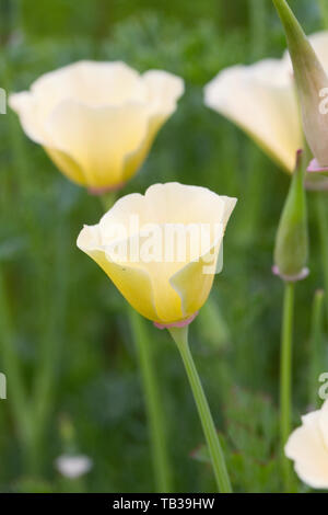 Eschscholzia californica. Kalifornischer Mohn Blumen. Stockfoto