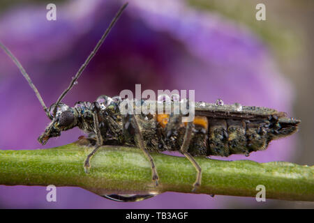 Weibliche oedemera flavipes auf einen grünen Zweig posing Stockfoto