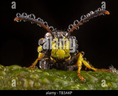 Wenig fliegen posiert mit ein paar Regentropfen auf seine Diversity-technologie Stockfoto